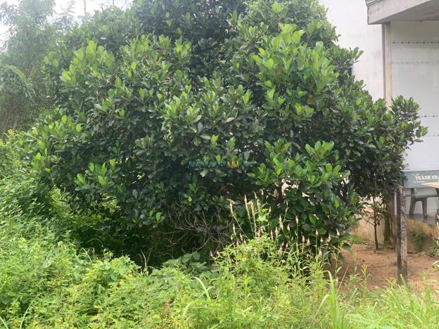 Bán đất diện tích 186 m2 tại thị trấn Dương Minh Châu, Tây Ninh.