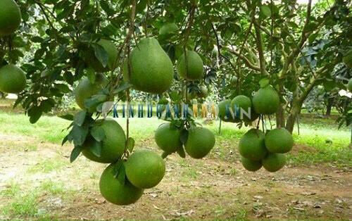 Nhà và đất thổ cư 2 mặt tiền, nằm trên đường Ruộng Tre, xã Bảo Quang, TP Long Khánh.