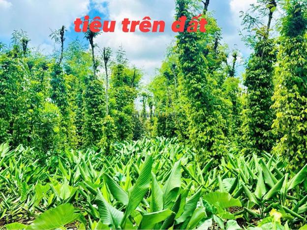 Bán đất 638m², giá 159 triệu tại Xã Phú Xuân, Huyện Krông Năng.