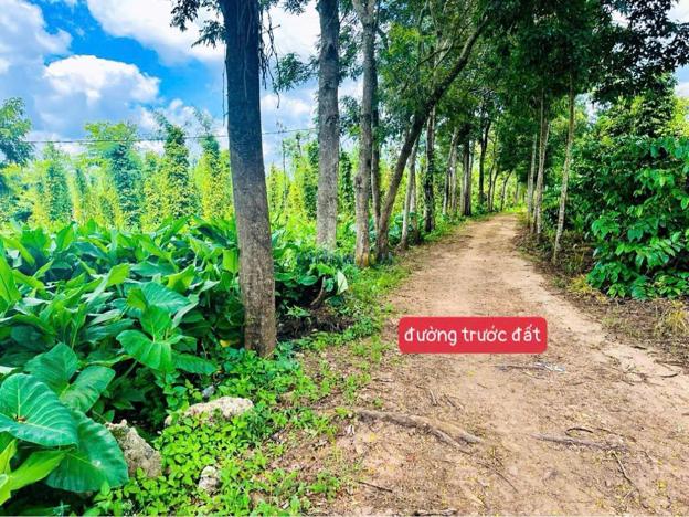 Bán đất 638m², giá 159 triệu tại Xã Phú Xuân, Huyện Krông Năng.
