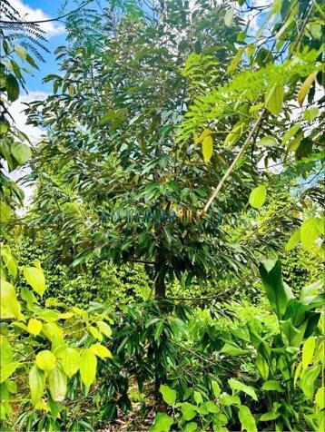 Bán đất 638m², giá 159 triệu tại Xã Phú Xuân, Huyện Krông Năng.