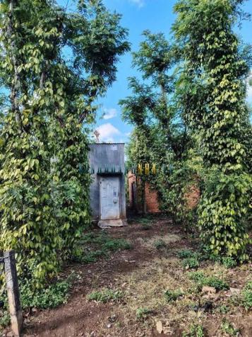 Bán đất 3100m² mặt tiền 2 mặt đường, giá 2.3 tỷ tại Xã Ea Kao, Thành phố Buôn Ma Thuột.