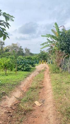 Bán đất 11.000m² giá 1.05 tỷ tại Xã Ea Sol, Huyện Ea H'leo.