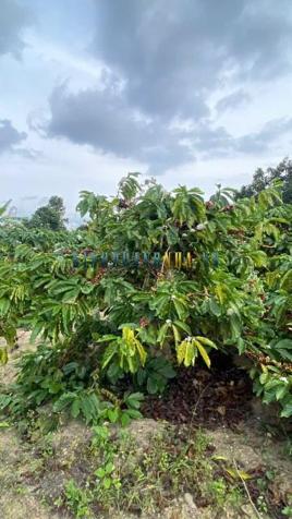 Bán đất 11.000m² giá 1.05 tỷ tại Xã Ea Sol, Huyện Ea H'leo.